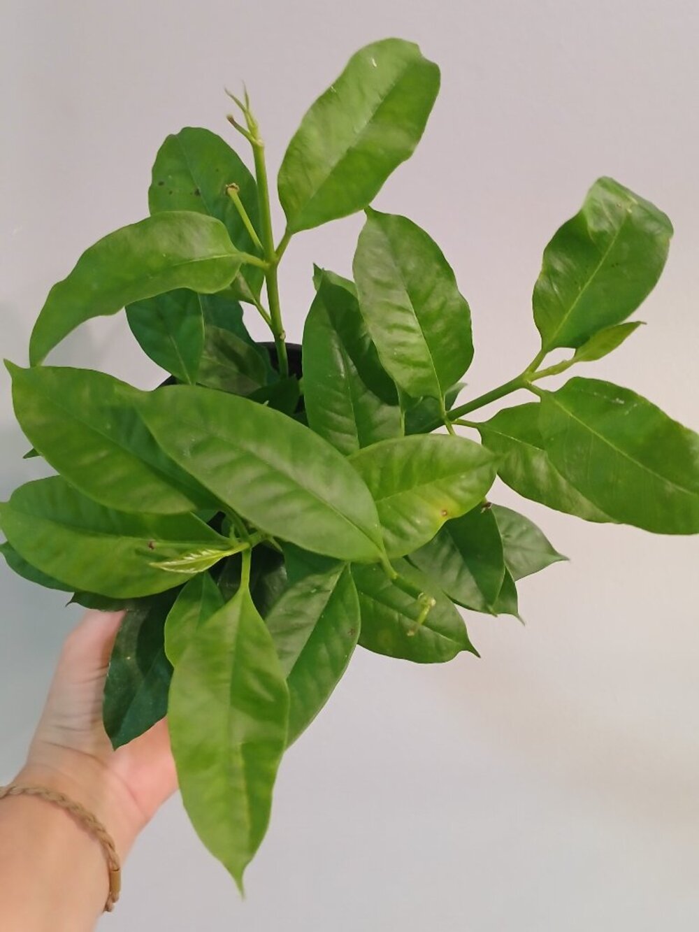 Hoya Multiflora